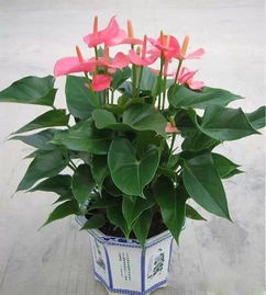 家養(yǎng)花卉調(diào)查活動(dòng)150字