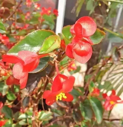 過(guò)期酵母養(yǎng)花