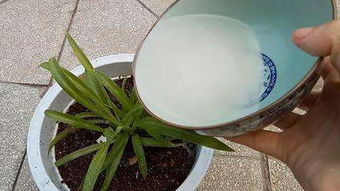淘米水怎么使用養(yǎng)花