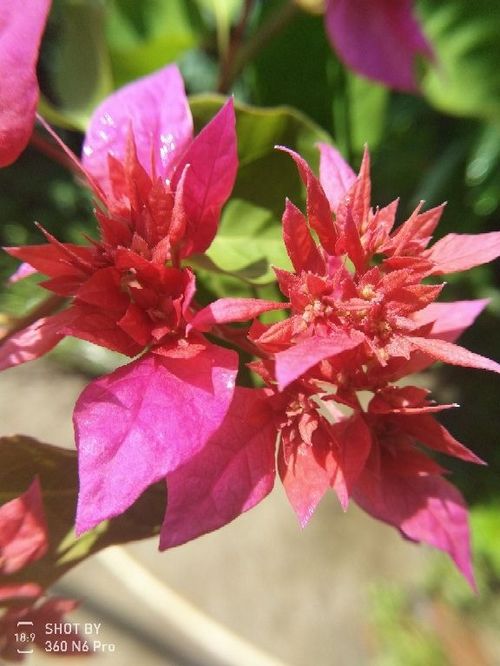 愛養(yǎng)花是不是可以長(zhǎng)壽