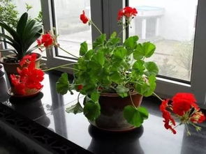 水堿大怎樣養(yǎng)花