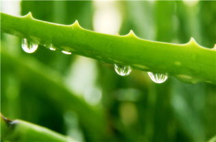 養(yǎng)花空氣中就有菌