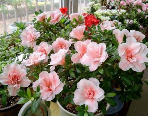 翻過(guò)盆的土能在養(yǎng)花嗎