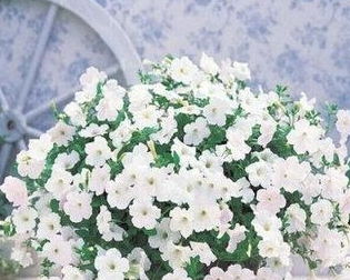 夏天陽(yáng)臺(tái)曬不到太陽(yáng)養(yǎng)花會(huì)開嗎