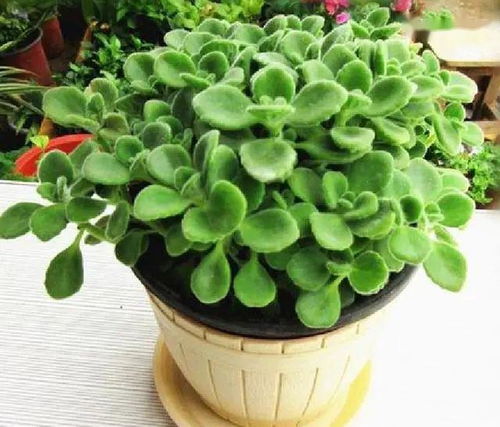 水養(yǎng)花怎么能驅蚊