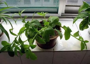 室內養(yǎng)花怎么養(yǎng)好