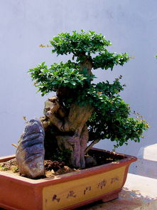 養(yǎng)花盆景樹哪里可以學(xué)
