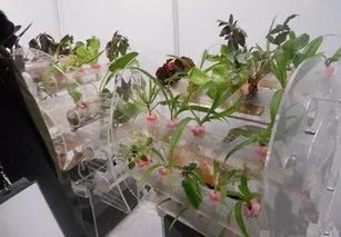 養(yǎng)花無土技巧與方法