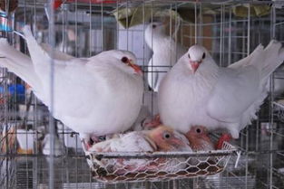 鴿子,創(chuàng)新,創(chuàng)業(yè)