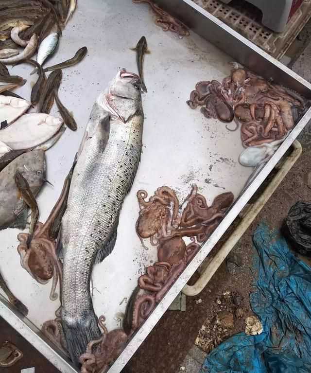八爪魚的哪些部位不能吃，八爪魚怎么吃好吃？哪里不能吃？圖2