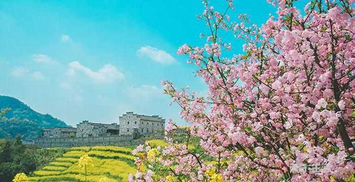 2月會(huì)開(kāi)什么花的圖片