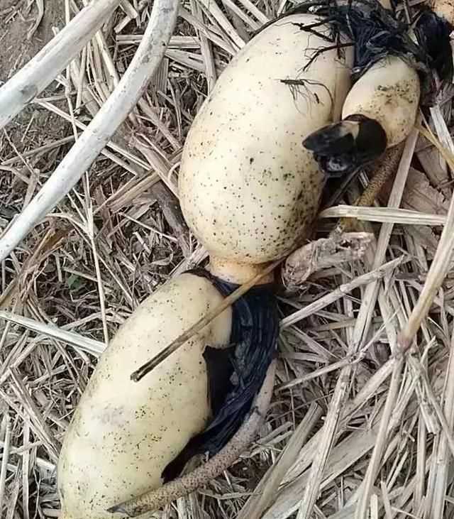 藕洞里有黑膜能吃嗎，藕空洞中間是黑的怎么處理？圖2
