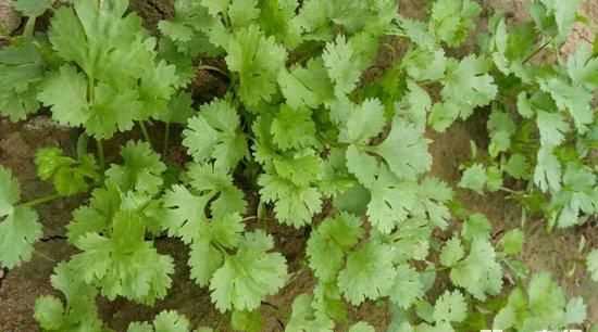 芫荽和香菜的區(qū)別香菜為什么叫芫荽