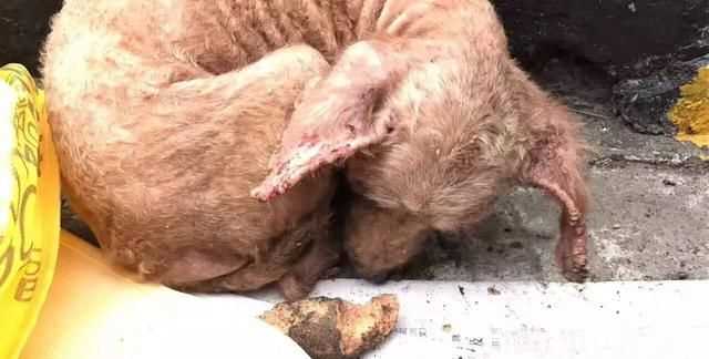 蜱蟲怕什么藥和氣味，蜱蟲死死咬在狗狗身上，要怎么取下來？圖3