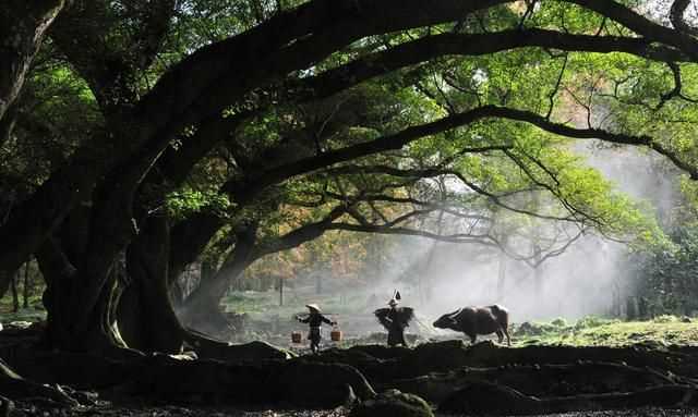 石牛山索道多少米，德化石牛山索道長(zhǎng)度在國(guó)內(nèi)排第幾？圖13