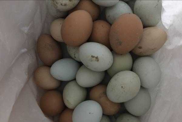 為什么美國(guó)的雞蛋是白色的,飼料的顏色有所不同嗎圖1