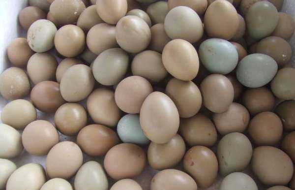為什么美國(guó)的雞蛋是白色的,飼料的顏色有所不同嗎圖3