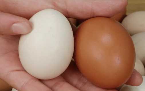 為什么美國(guó)的雞蛋是白色的,飼料的顏色有所不同嗎圖8