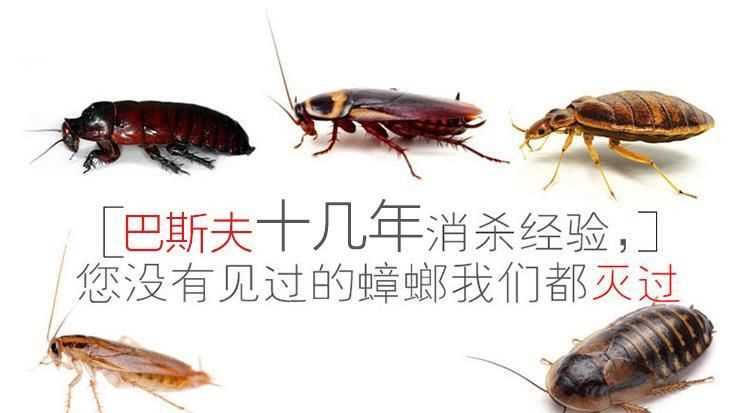 家庭自己消殺蟑螂，最有效的方法是什么！