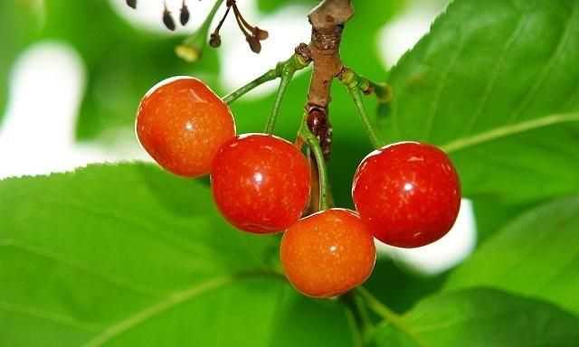 櫻桃放多久會變味，冰糖櫻桃汁能存放多久？圖5