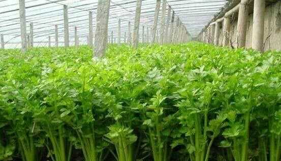 芹菜屬于什么類蔬菜，芹菜是我們常吃的一種蔬菜，都有哪些種類？如何種植才能高產(chǎn)？圖2