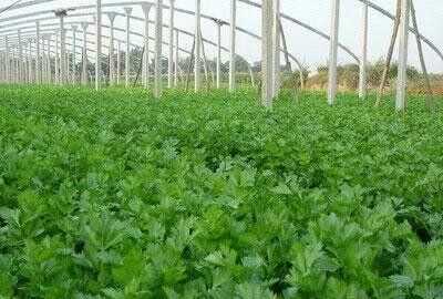 芹菜屬于什么類蔬菜，芹菜是我們常吃的一種蔬菜，都有哪些種類？如何種植才能高產(chǎn)？圖6
