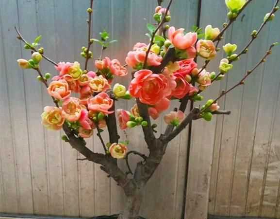 二十一種海棠花怎么養(yǎng)護