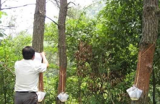 褲子上的松樹油怎么處理,褲子上松樹油干了怎么去掉圖3