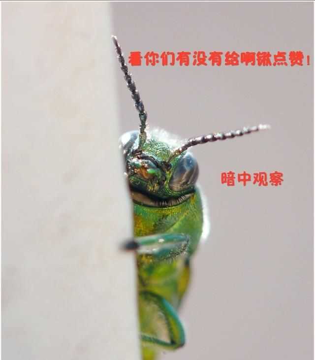 臭蟲在水里泡多久才會死，家里有臭蟲，怎么樣才能快速除掉呢？圖6