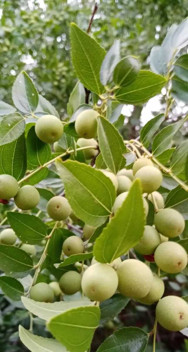 文化產(chǎn)品有哪些，黎族文化產(chǎn)品有哪些？圖8