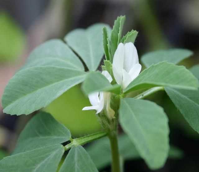 芫荽和香菜有什么區(qū)別，「桔子」和「橘子」有什么區(qū)別？圖4