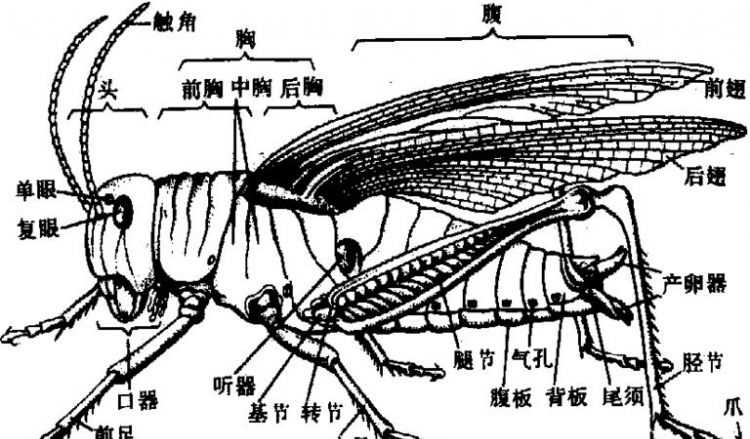 蜻蜓生長(zhǎng)的三個(gè)過程