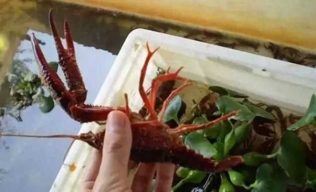 龍蝦買回來(lái)最好的保存方法是什么呢