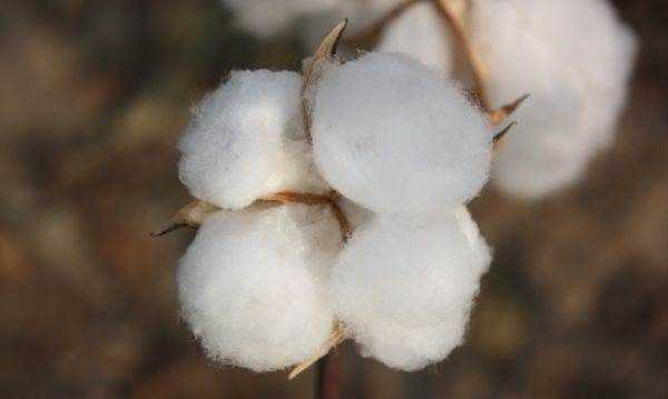 2千克棉花和2千克鐵哪個重,2千克棉花和2千克鐵哪個重?圖4