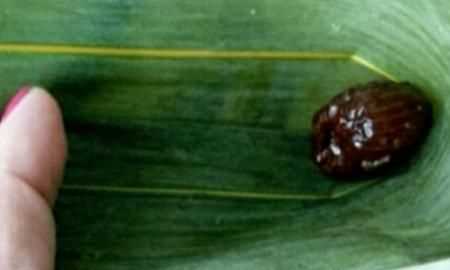 蜜棗粽子的做法，蜜棗粽子的做法和包法？圖13