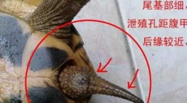 巴西龜怎么分公母，巴西龜怎么分公母？圖1