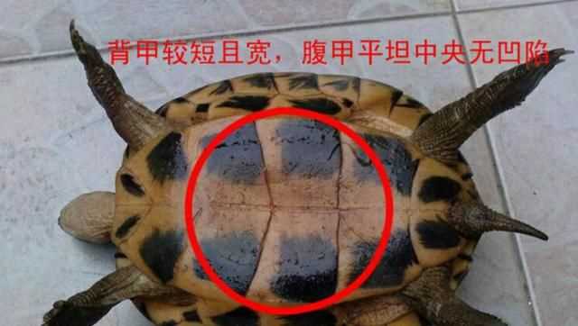 巴西龜怎么分公母，巴西龜怎么分公母？圖2