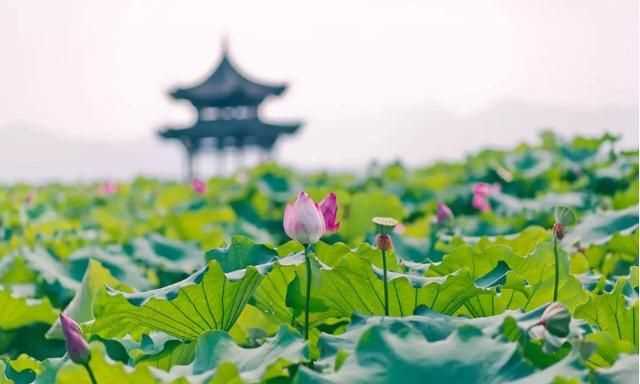曉出凈慈寺送林子方古詩的意思，曉出凈慈寺送林子方古詩最簡單易懂的意思是什么？圖2