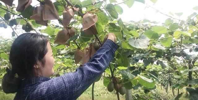 果蠅的危害，果蠅是否屬于生物性危害性異物？圖3