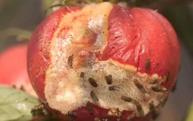 果蠅的危害，果蠅是否屬于生物性危害性異物？圖6