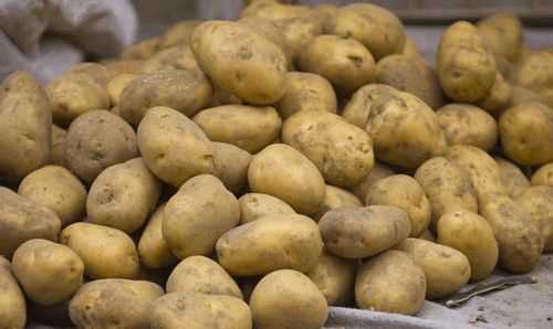 大量土豆長期保存方法一年