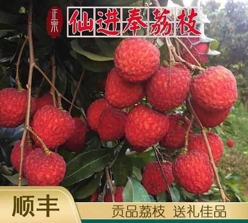荔枝先進鳳怎么樣?
