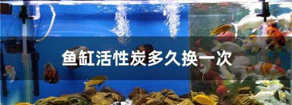 魚缸活性炭多久換一次,活性炭放魚缸多長時(shí)間換一次圖1