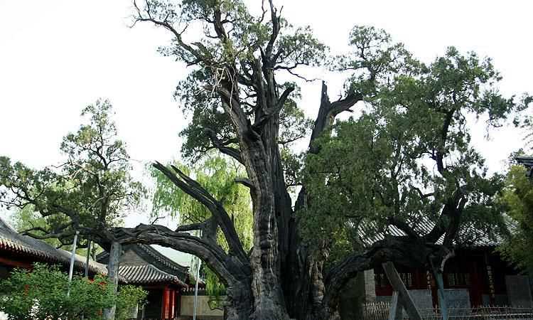 中國(guó)的國(guó)樹，國(guó)花，國(guó)獸，國(guó)球是什么