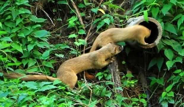 黃鼠狼吃老鼠嗎，黃鼠狼喜歡死老鼠嗎？圖4