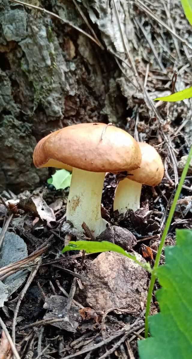 松茸生長在什么地方，北松茸生長在什么地方？圖3