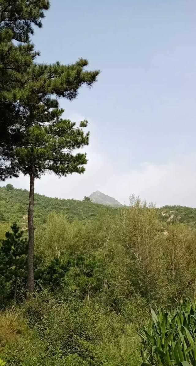松茸生長在什么地方，北松茸生長在什么地方？圖10