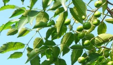 夏季豬圈驅(qū)蚊最佳方法，夏季豬舍驅(qū)蠅方法？圖3