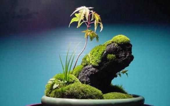 水泥地上的青苔怎么永久清除，水泥地上的青苔怎么消除？圖1