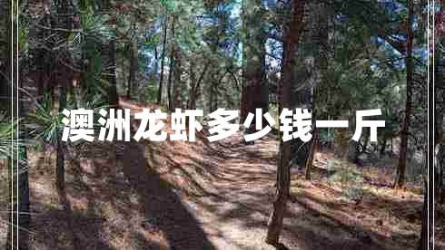 澳洲龍蝦多少錢一斤